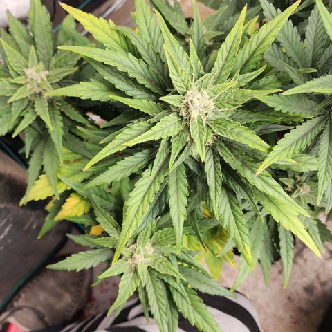 Gorilla Glue #1 growlog timeline photo