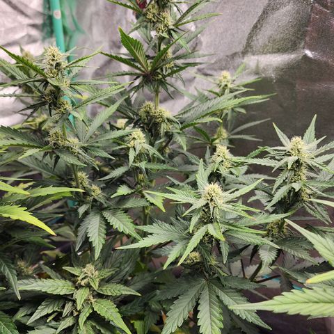 Gorilla Glue #2 growlog timeline photo