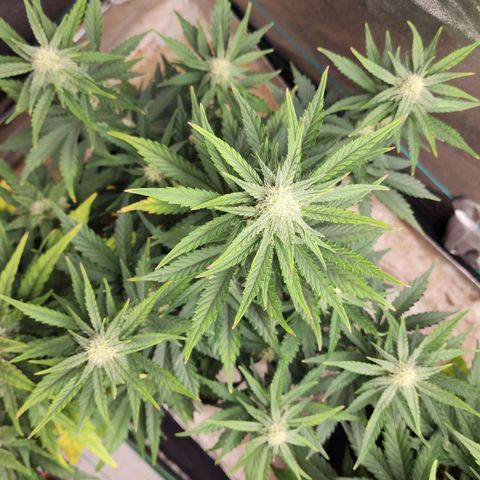 Gorilla Glue #2 growlog timeline photo