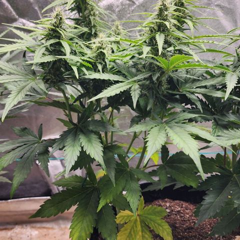 Methane #1 growlog timeline photo