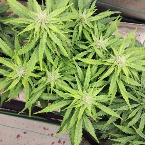 Methane #1 growlog timeline photo