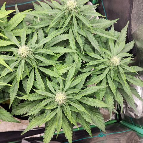 Methane #2 growlog timeline photo