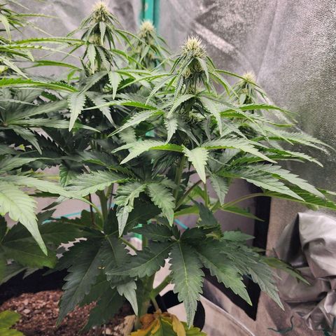 Methane #2 growlog timeline photo