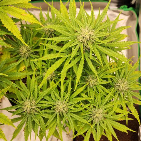 Mango Mrrr  #1 growlog timeline photo