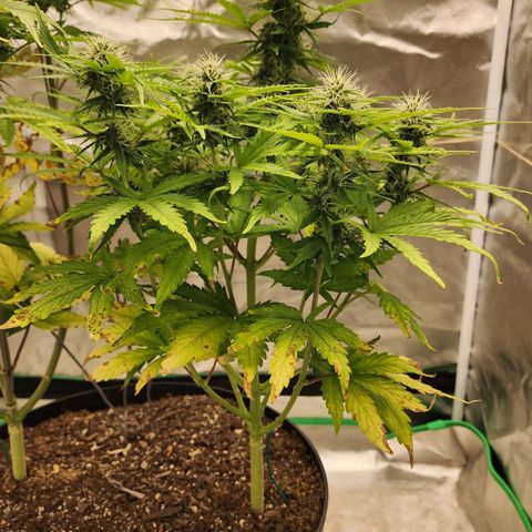Mango Mrrr  #1 growlog timeline photo