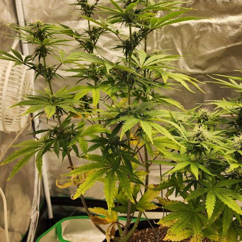 Mango Mrrr  #2 growlog timeline photo