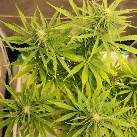 Mango Mrrr  #2 growlog timeline photo