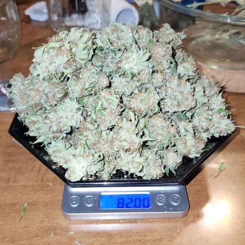 The Magus growlog photo: All in all, 83.55 grams! Not so much as I hoped, but still magnificent! 
