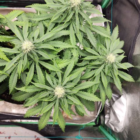 Methane #2 growlog timeline photo