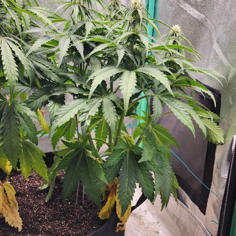 Methane #2 growlog timeline photo