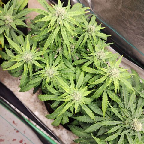 Methane #1 growlog timeline photo