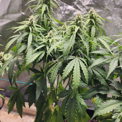 Methane #1 growlog timeline photo