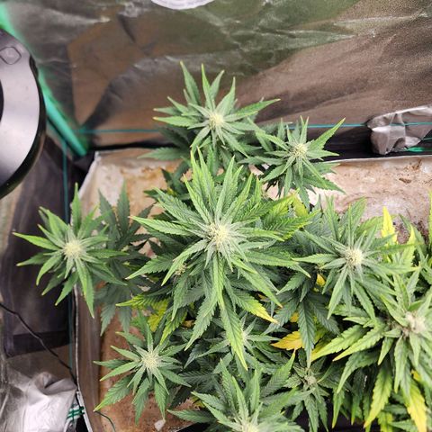 Gorilla Glue #2 growlog timeline photo