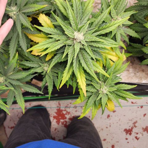 Gorilla Glue #1 growlog timeline photo