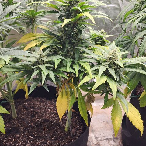Gorilla Glue #1 growlog timeline photo