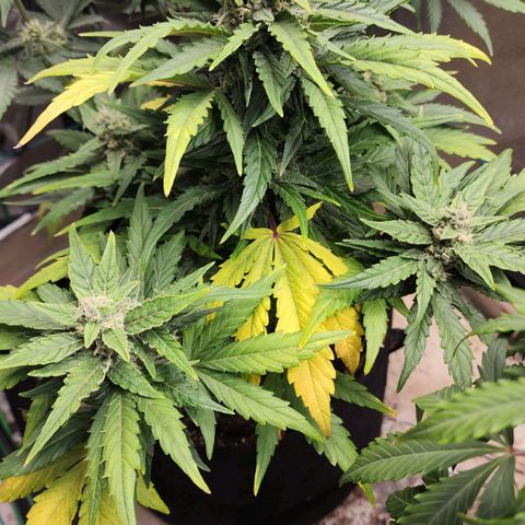 Gorilla Glue #1 growlog timeline photo