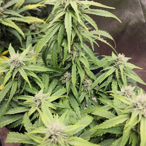 Methane #1 growlog timeline photo