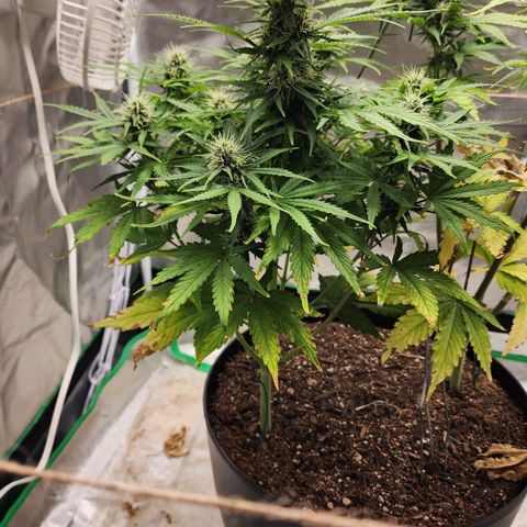 Mango Mrrr  #1 growlog timeline photo