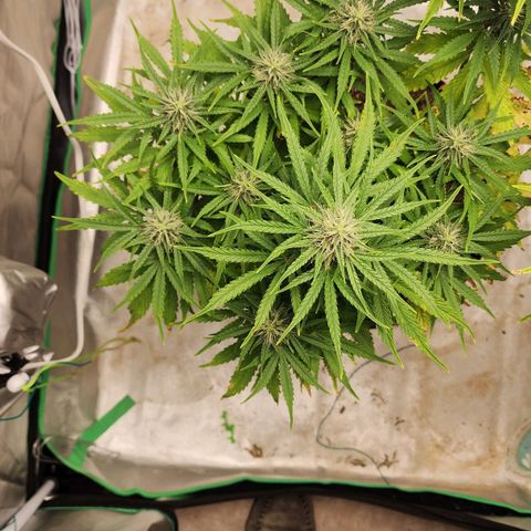 Mango Mrrr  #1 growlog timeline photo