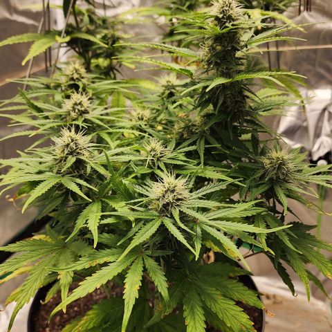 Mango Mrrr  #1 growlog timeline photo