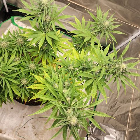 Mango Mrrr  #2 growlog timeline photo