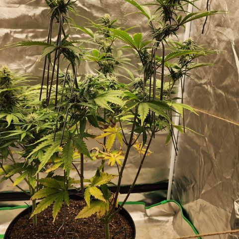 Mango Mrrr  #2 growlog timeline photo