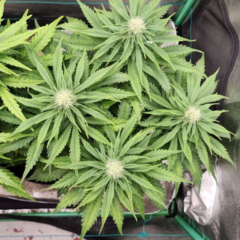 Methane #2 growlog timeline photo