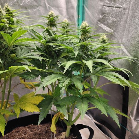 Methane #2 growlog timeline photo