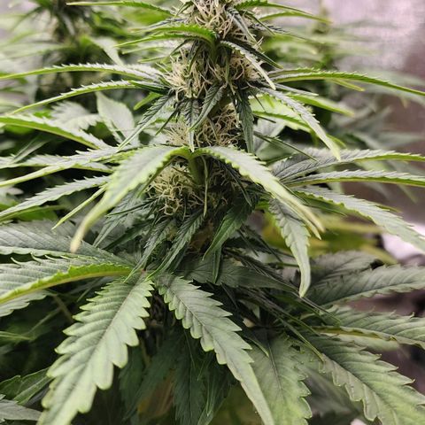 Methane #2 growlog timeline photo