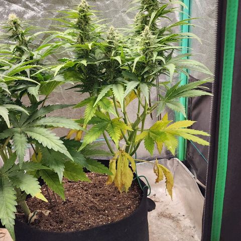 Methane #1 growlog timeline photo
