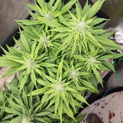 Methane #1 growlog timeline photo