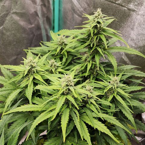 Methane #1 growlog timeline photo