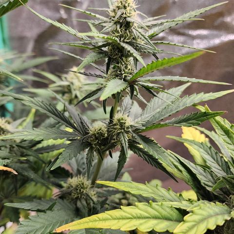 Gorilla Glue #1 growlog timeline photo