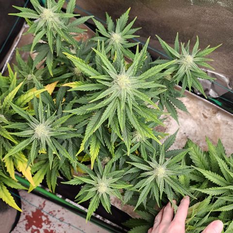 Gorilla Glue #1 growlog timeline photo