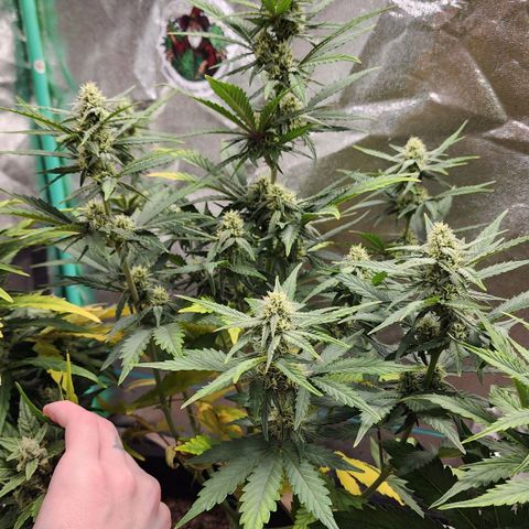 Gorilla Glue #1 growlog timeline photo
