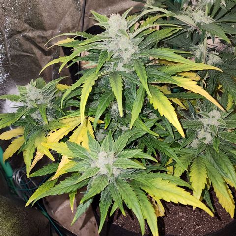 Gorilla Glue #1 growlog timeline photo