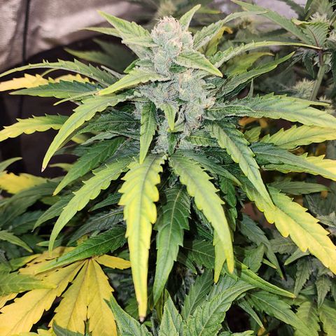 Gorilla Glue #1 growlog timeline photo