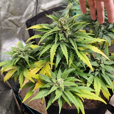 Gorilla Glue #1 growlog timeline photo