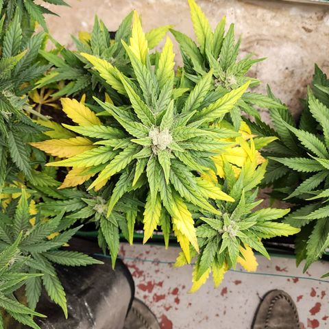 Gorilla Glue #1 growlog timeline photo