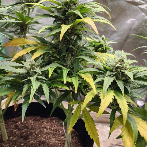Gorilla Glue #1 growlog timeline photo