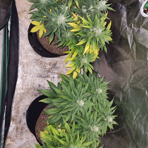 Gorilla Glue #1 growlog timeline photo
