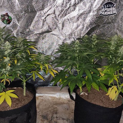 Gorilla Glue #1 growlog timeline photo