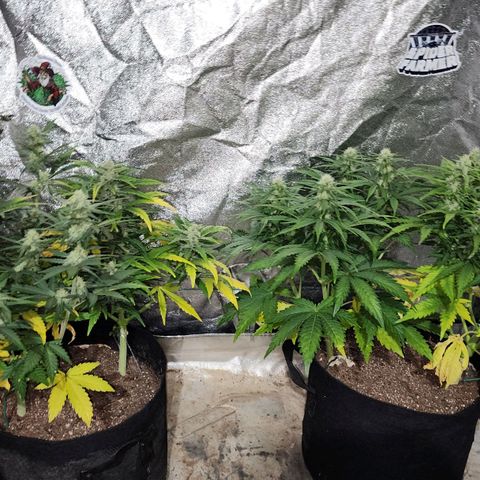 Gorilla Glue #1 growlog timeline photo