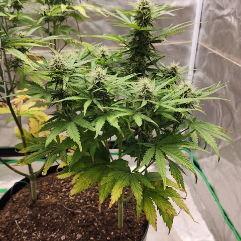 Mango Mrrr  #1 growlog timeline photo