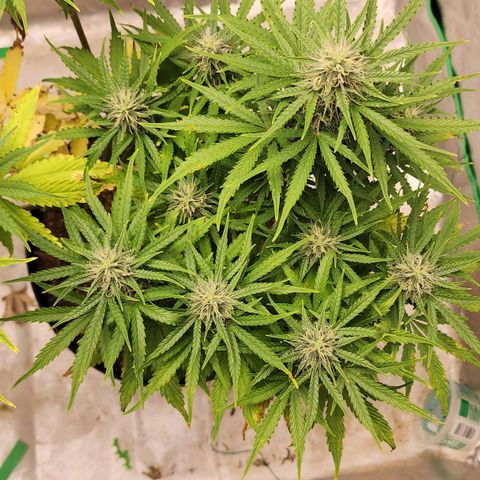 Mango Mrrr  #1 growlog timeline photo