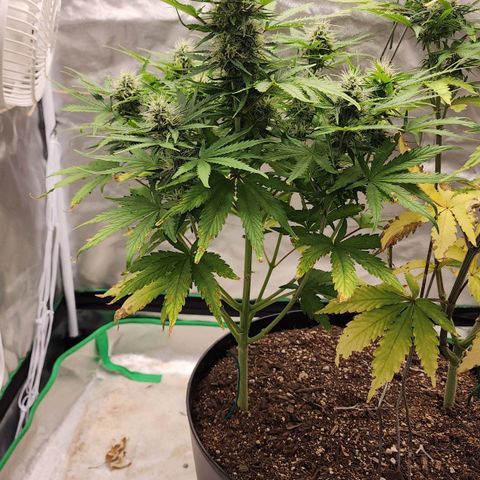 Mango Mrrr  #1 growlog timeline photo