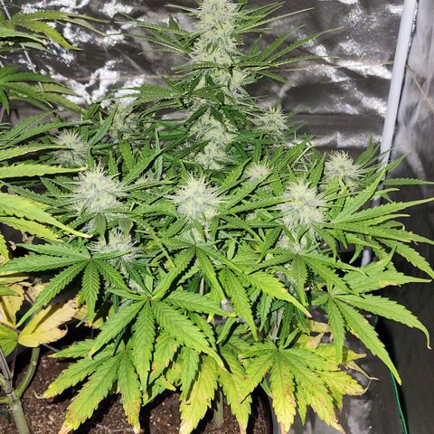 Mango Mrrr  #1 growlog timeline photo