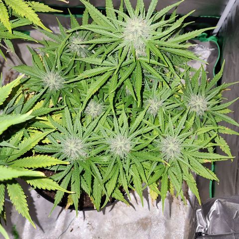 Mango Mrrr  #1 growlog timeline photo