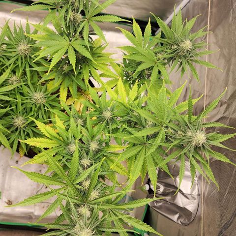Mango Mrrr  #2 growlog timeline photo