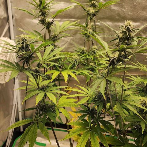 Mango Mrrr  #2 growlog timeline photo
